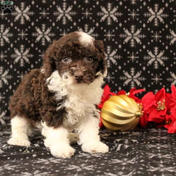 Undine, Toy Poodle Puppy